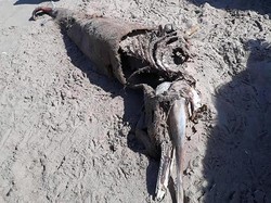 Kata Pakar Biologi Soal Makhluk Misterius yang Terdampar di Wales