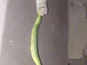 Ini Penyebabnya Ular Berbisa Dikalahkan Tokek di Duel Sengit