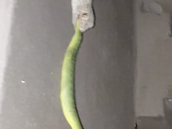 Ini Penyebabnya Ular Berbisa Dikalahkan Tokek di Duel Sengit