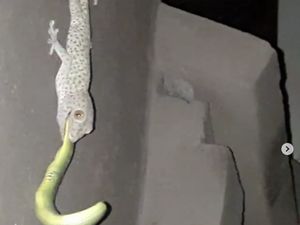 Gigitan Kuat Tokek yang Matikan Ular dan Mitos Suara Petir