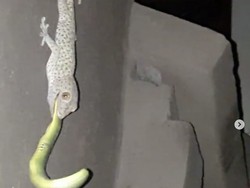 Gigitan Kuat Tokek yang Matikan Ular dan Mitos Suara Petir