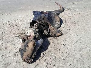 Makhluk Misterius Terdampar di Pantai Wales