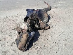 Makhluk Misterius Terdampar di Pantai Wales