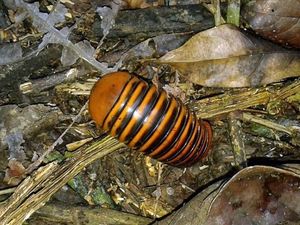 Lipan Raksasa Aneh dari Pedalaman Kutai