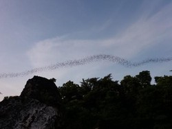 Formasi Burung yang Unik di Gresik