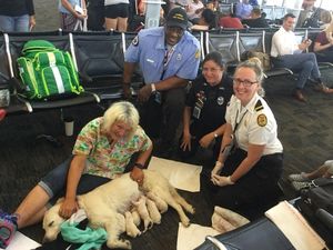 Foto: Saat Anjing Pemandu Melahirkan di Bandara Florida