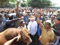 Kunjungi Tuban, Khofifah Disambut Pedagang Sapi