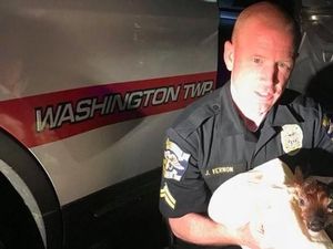 Polisi Lakukan Operasi Caesar pada Induk Rusa yang Mati Tertabrak