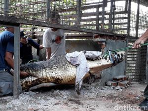 BKSDA Evakuasi Buaya 800 Kg dari Pemiliknya di Cilegon