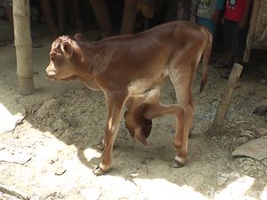 Video Anak Sapi Berkepala Dua di Rembang