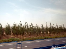 Sering Badai Pasir, Gurun di China Ditanami Pepohonan
