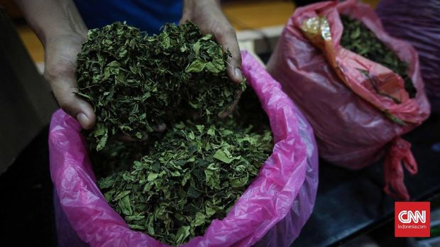 BNN dan Bea Cukai Bongkar Penyelundupan 65 Kg Daun Katinon