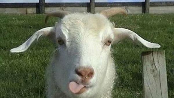 Meme Curhatan Masih Kerja di Hari Kejepit