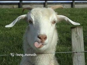 Meme Curhatan Masih Kerja di Hari Kejepit Meme Curhatan Masih Kerja di Hari Kejepit