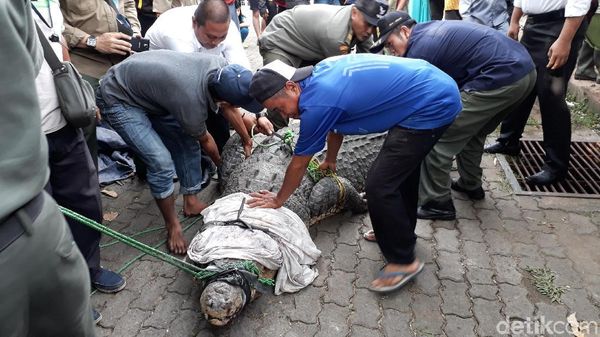 Foto: Sulitnya Proses Evakuasi Buaya 800 Kg di Cilegon