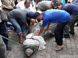 Foto: Sulitnya Proses Evakuasi Buaya 800 Kg di Cilegon
