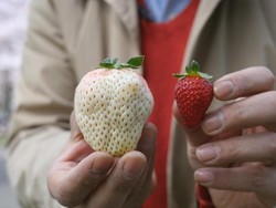 Ini 6 Fakta Buah Strawberry Putih yang Berharga Fantastis