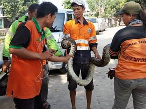 Ular Sanca Kembang 3 Meter Muncul di Kali Cipinang Lontar Ular Sanca Kembang 3 Meter Muncul di Kali Cipinang Lontar