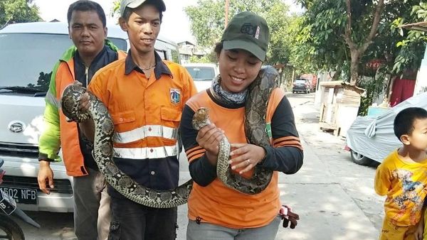 Penampakan Ular 3 Meter yang Muncul di Kali Cipinang Lontar
