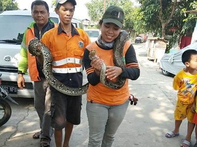 Penampakan Ular 3 Meter yang Muncul di Kali Cipinang Lontar