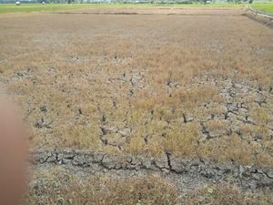 Ratusan Desa di NTB Alami Kekeringan