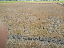 BMKG Prediksi Musim Hujan di NTB Tahun Depan