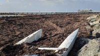 Foto: Sampah Rumput Laut di Dermaga Busselton yang Bau Menyengat
