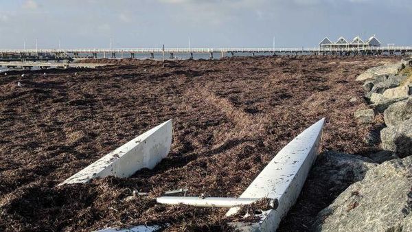 Foto: Sampah Rumput Laut di Dermaga Busselton yang Bau Menyengat