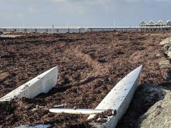 Foto: Sampah Rumput Laut di Dermaga Busselton yang Bau Menyengat