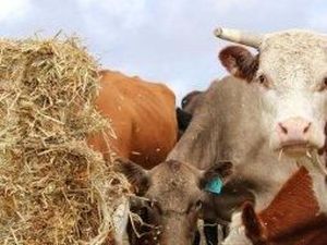 Selandia Baru Sembelih 150 Ribu Sapi Terjangkit Bakteri