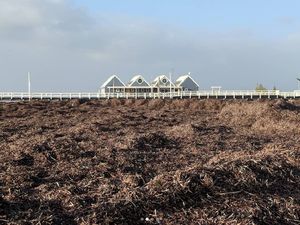 Dermaga Busselton Tertutup Sampah Rumput Laut