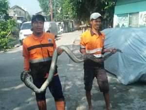 Cerita Petugas Saat Temukan Ular 3 Meter di Kali Cipinang Lontar Cerita Petugas Saat Temukan Ular 3 Meter di Kali Cipinang Lontar