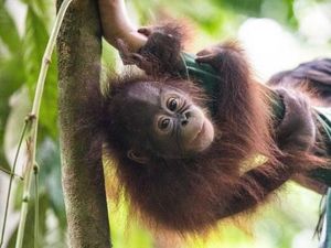 Video Orangutan Lawan Eskavator, Ini Klarifikasi KLHK