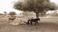 Kemarau Panjang, Hewan Ternak di Mauritania Terancam Kekeringan