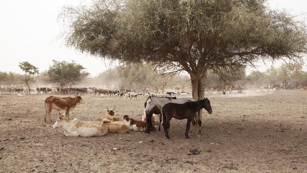 Kemarau Panjang, Hewan Ternak di Mauritania Terancam Kekeringan Kemarau Panjang, Hewan Ternak di Mauritania Terancam Kekeringan