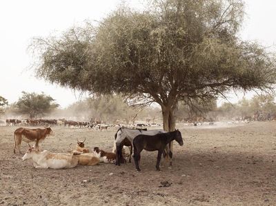 Kemarau Panjang, Hewan Ternak di Mauritania Terancam Kekeringan