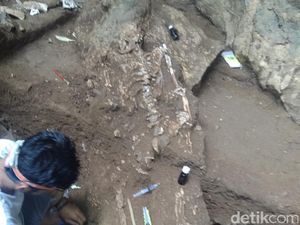 Kerangka di Gua Jarie Sulsel Bisa Ungkap Penduduk Asli Nusantara Kerangka di Gua Jarie Sulsel Bisa Ungkap Penduduk Asli Nusantara