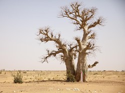 Perubahan Iklim Jadi Ancaman Dunia, Bank BUMN Bisa Apa?