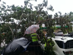 Hujan Badai Landa Ambon, Fortuner Tertimpa Pohon