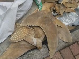 Penyelundupan Sirip Hiu Tutul Terungkap di Hong Kong