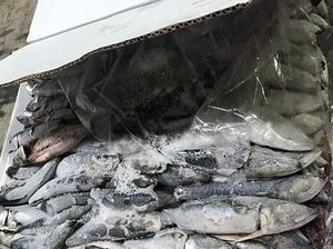 Penyelundup Kokain 60 Kg Ditemukan Tewas di Sydney