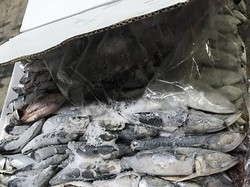 Penyelundup Kokain 60 Kg Ditemukan Tewas di Sydney