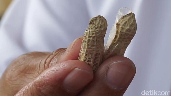 Kacang Isi Sabu Beredar di Bandung