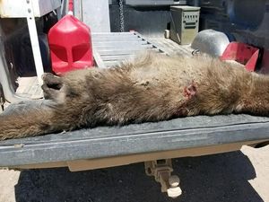 Teka-teki Makhluk Mirip Serigala Bikin Bingung Para Ahli AS