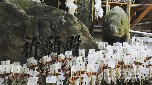 Foto: Kuil Babi Hutan dan Mitos Cedera Kaki