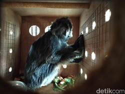 BKSDA Jabar dan Aspinal Kirim 3 Lutung Jawa ke Malang