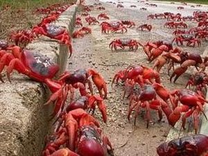 Ekspansi Tambang Ditolak Demi Kepiting