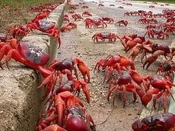 Ekspansi Tambang Ditolak Demi Kepiting