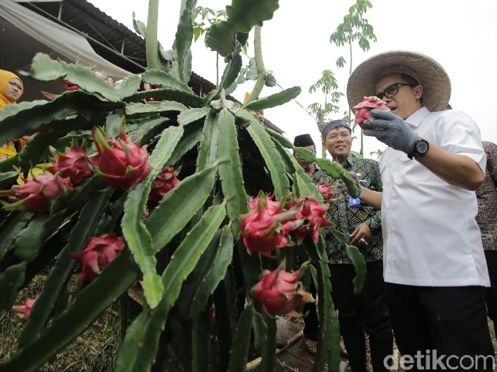 Ramadan, Pedagang Buah Naga Organik Banyuwangi Dapat Berkah Ramadan, Pedagang Buah Naga Organik Banyuwangi Dapat Berkah