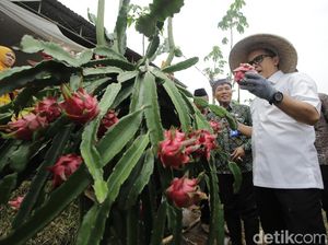 Lagi Musim Buah Naga, Manfaatnya Nggak Kalah dari Stroberi Lho! Lagi Musim Buah Naga, Manfaatnya Nggak Kalah dari Stroberi Lho!